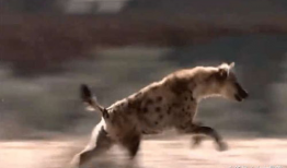 非洲小孩饥饿的视频,触目惊心的生存挑战